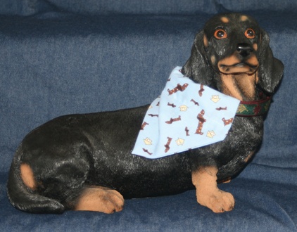Dachshund modeling dappled Dachshund bandana