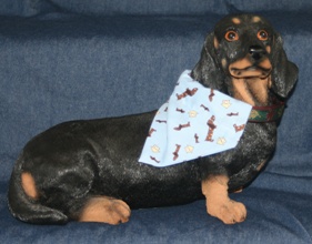 Dachshund modeling dappled Dachshund bandana