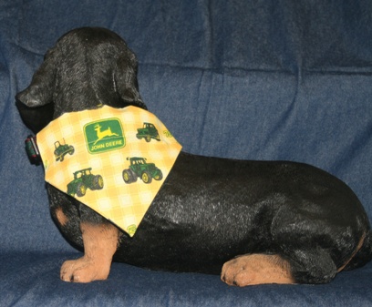 Dachshund modeling John Deere bandana