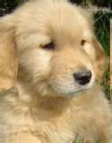 Golden Retriever Pup