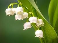 Lily of the Valley Flower