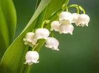 Lily of the Valley Flower