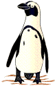 Walking Penquin